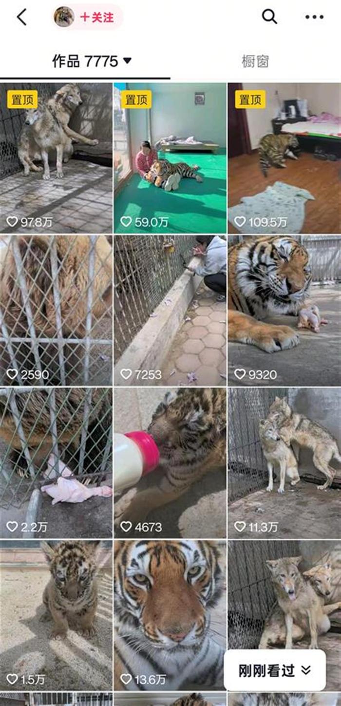 狼為何見(jiàn)飼養(yǎng)員躲墻角發(fā)抖？動(dòng)物專家揭秘氣味與信任的博弈