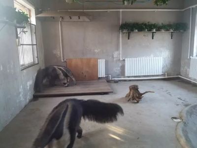 大冷天，天津動物園動物沒秋褲怎么過？第一個就能讓你笑哭了！